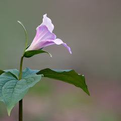 PHOTOGRAPHS