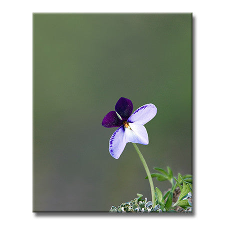 Bird's-foot Violet