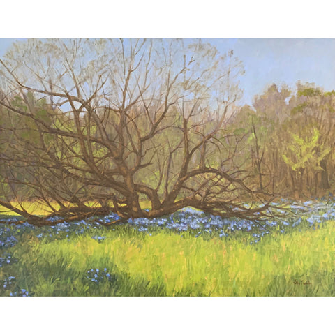 Bluebells and Osage Orange