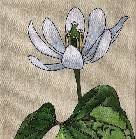 Woodland Spring: Bloodroot, Hepatica, Twinleaf
