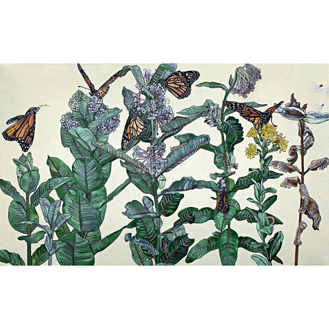 Painting of milkweed with monarch butterflies in various stages - cocoons, caterpillars, emerging butterflies - against a white background by Frances Coates at Cottage Curator - Sperryville VA Art Gallery