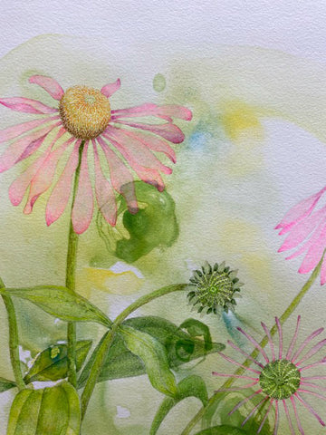 Detail of colored pencil drawing of pink coneflowers on green stems against a yellow and green watercolor background by Ann Currie at Cottage Curator - Sperryville VA Art Gallery