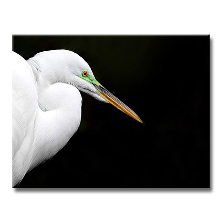 Horizontal photograph of Great Egret against black background by Jackie Bailey Labovitz