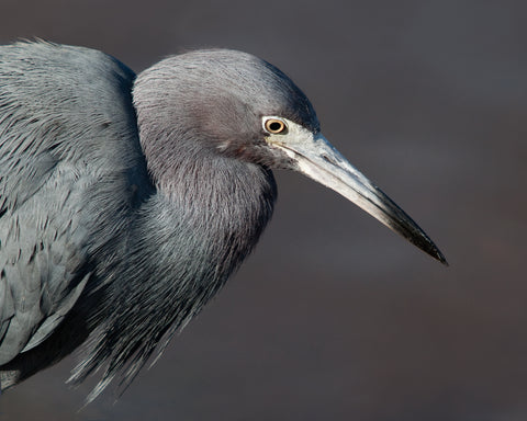 Horizontal photograph of blue heron against a gray background by Jackie Bailey Labovitz