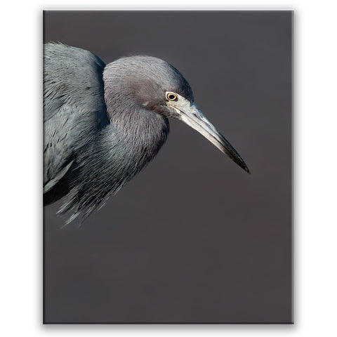 Vertical photograph of blue heron against a gray background by Jackie Bailey Labovitz