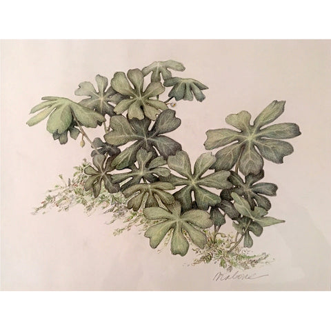 Mayapples