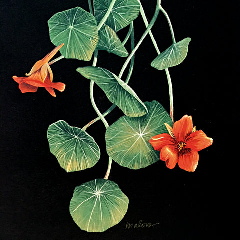 Detail of gouache painting of orange nasturtiums and leaves on a black background by artist Vicki Malone at Cottage Curator art gallery
