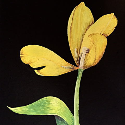 Detail of gouache painting of yellow tulip with stem on a black background by artist Vicki Malone at Cottage Curator art gallery