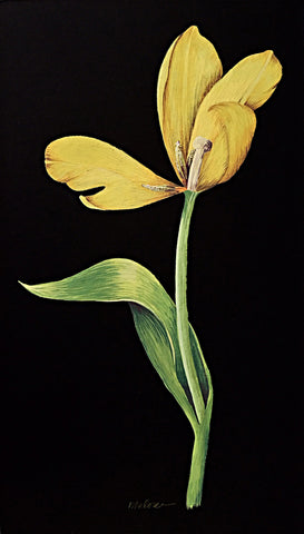 Gouache painting of yellow tulip with stem on a black background by artist Vicki Malone at Cottage Curator art gallery