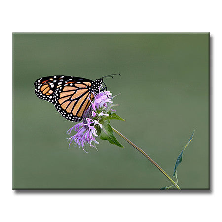Monarch