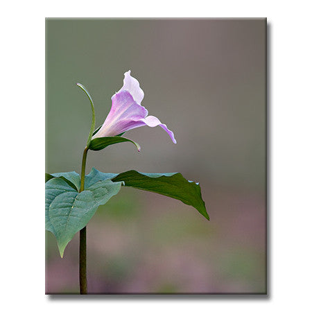 Large-flowered Trillium (Mature)