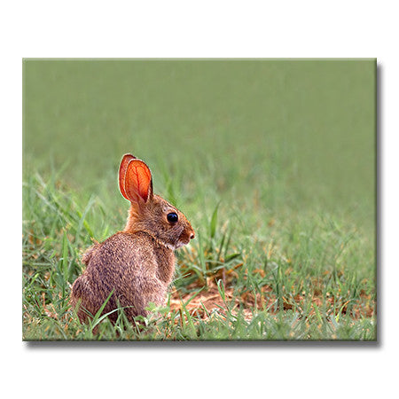 Eastern Cottontail Rabbit - Baby