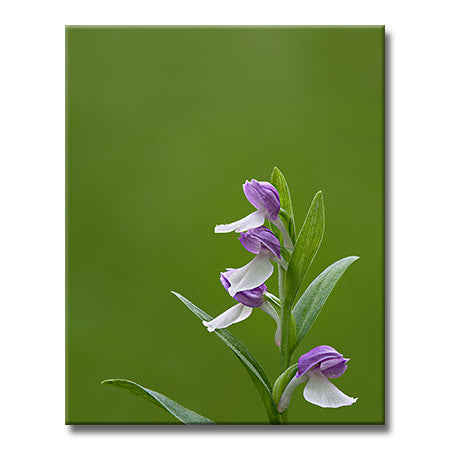 Showy Orchis