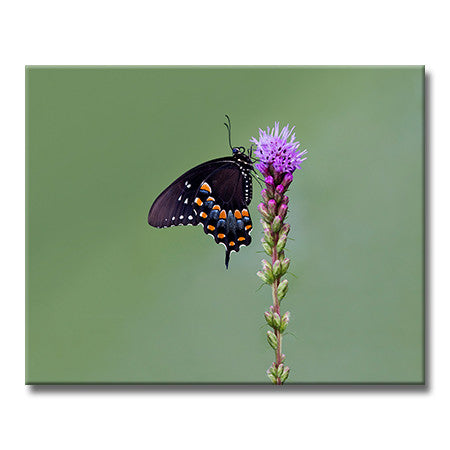 Spicebush Swallowtail (Horizontal)