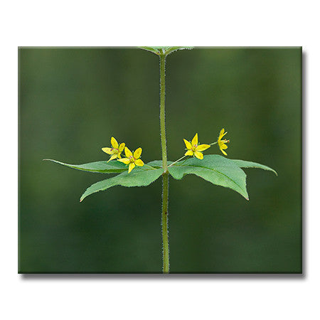 Whorled Loosestrife